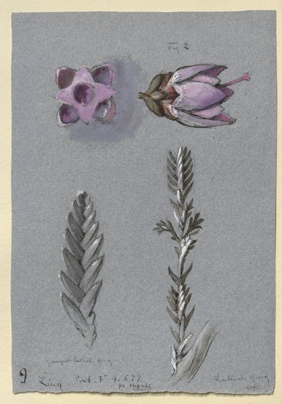 Four Studies of Ling by John Ruskin